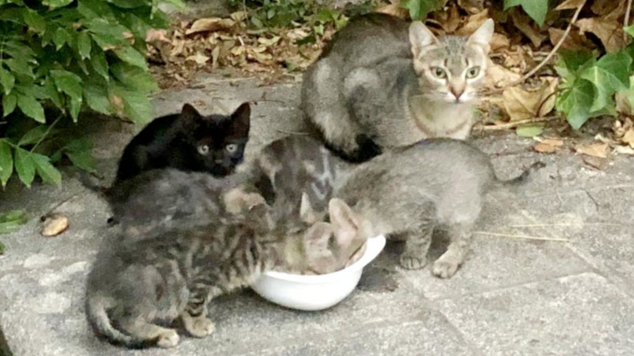 L'esterilització a les colònies de gats de Sant Cugat, clau per controlar la sobrepoblació