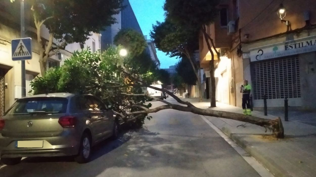 Retiren un arbre caigut a l'avinguda de Josep Anselm Clavé