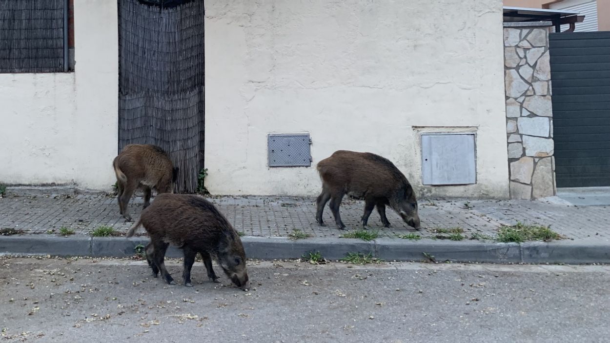 La PAS, contra la cacera de senglars: 