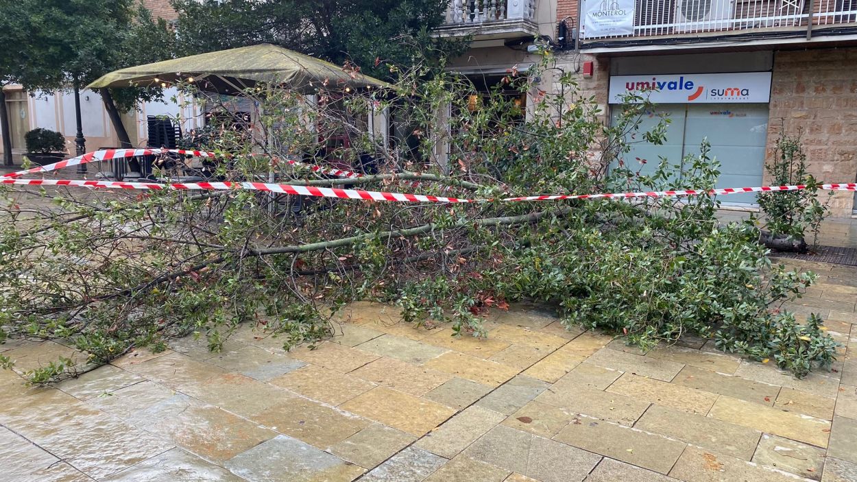 La pluja i el vent fan caure un arbre a la plaça d'Augusta