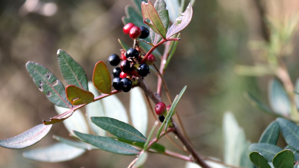 El Govern enllesteix un decret per restringir la recol·lecció del llentiscle