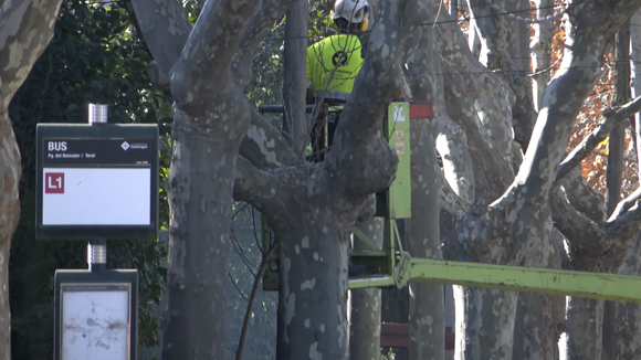 Ingla recorda que hi ha un pla calendaritzat per podar els arbres de la ciutat
