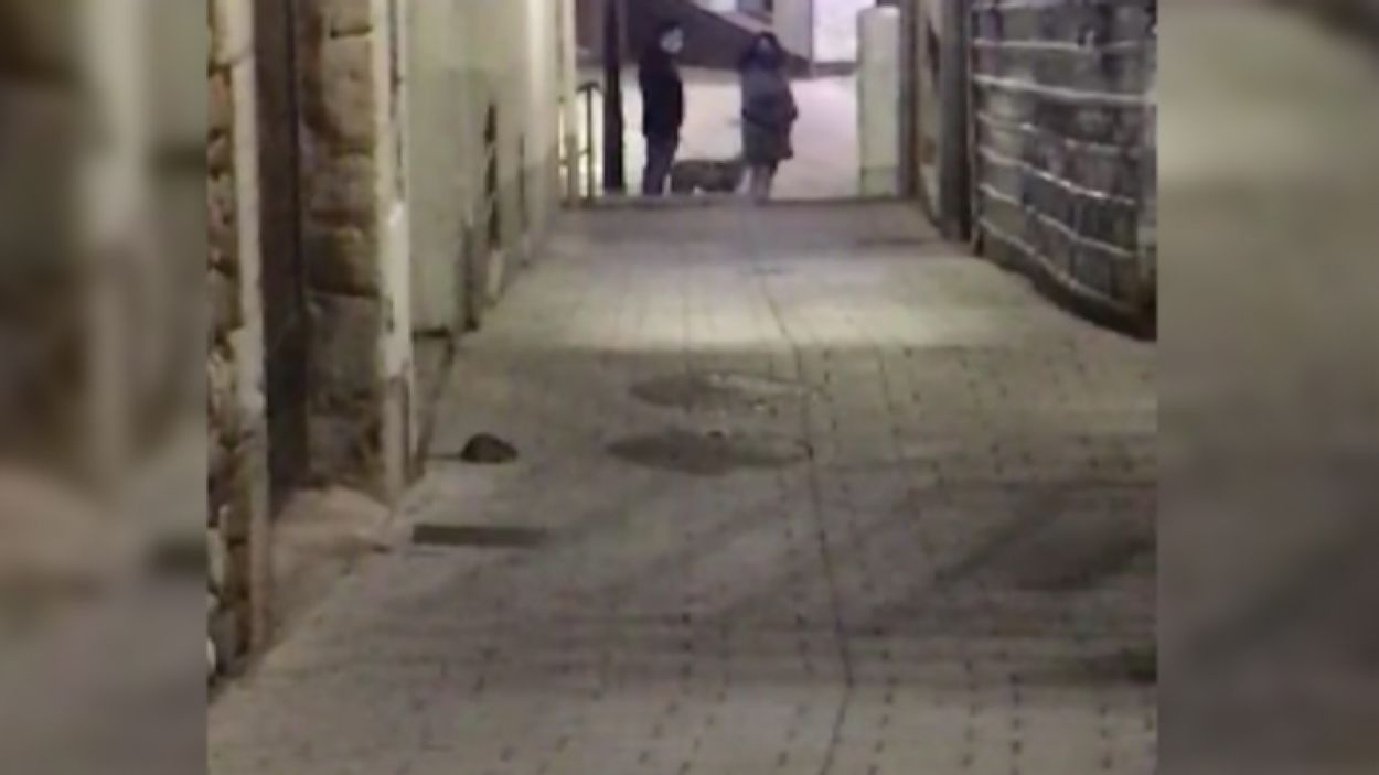 Veïns de Sant Cugat alerten de la presència de rates als carrers a través de les xarxes socials