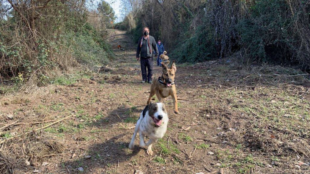 Alt: Com funciona el refugi d'animals el Cau Amic?