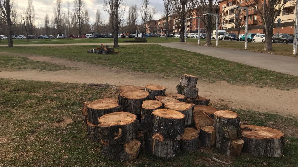 Talen nou pollancres del parc de Can Vernet que estaven 