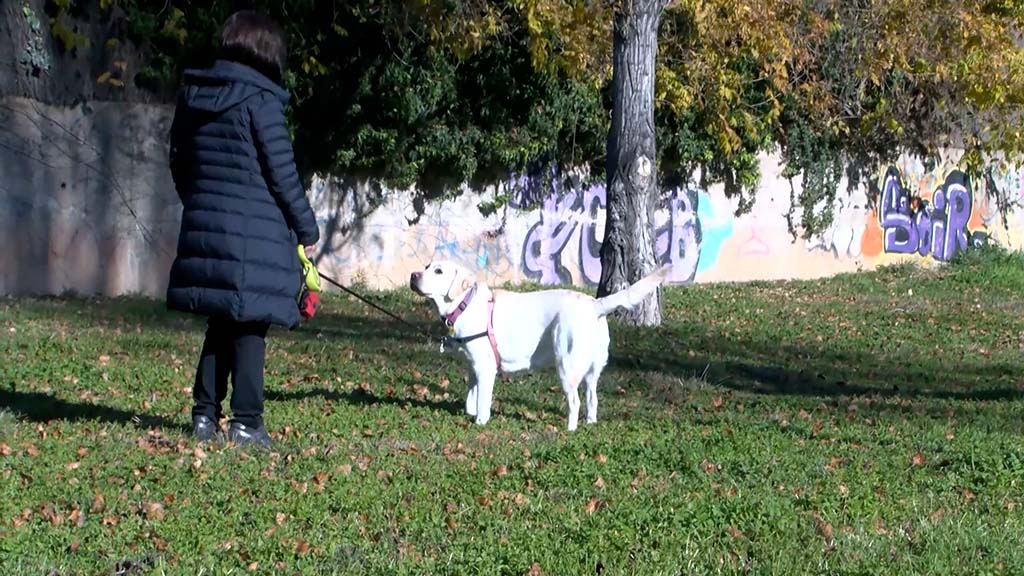 Gossos i convivència, al programa 'Línia directa'