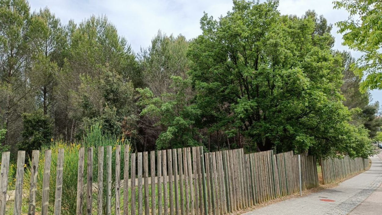 Nova convocatòria de concentració en defensa del Bosc de Volpelleres