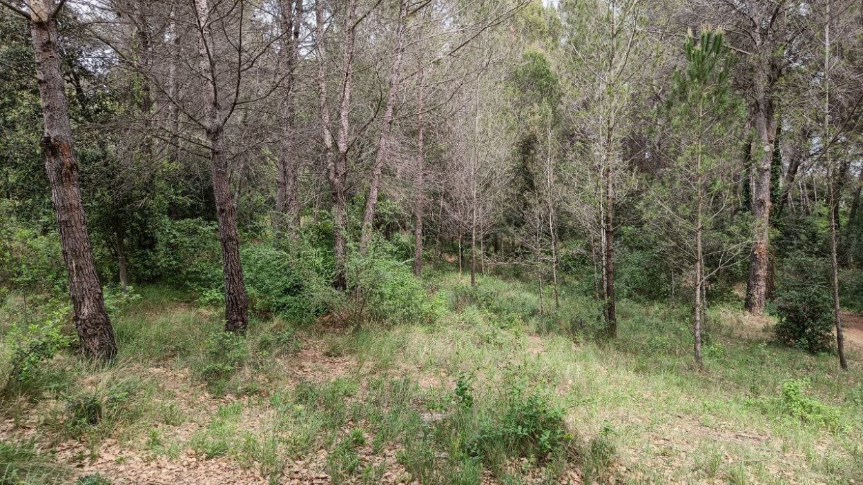 220504-bosc-volpelleres-3-a-cugat.jpg