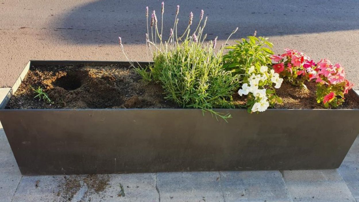 Tornen a robar les plantes aromàtiques de les jardineres de Valldoreix
