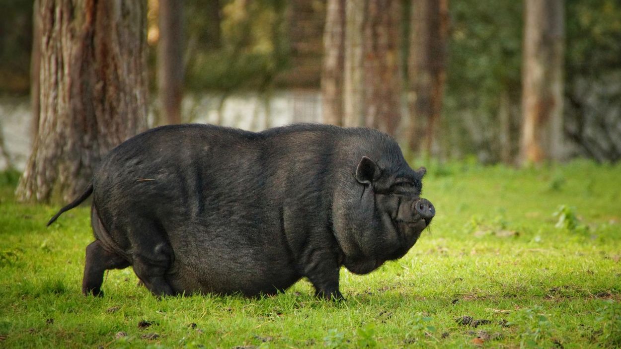 Les espècies invasores, una amenaça per a la biodiversitat de Sant Cugat