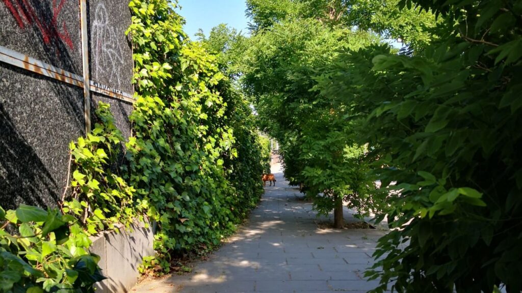 Alt: Fotodenúncia: vegetació descuidada a l'avinguda del Carril