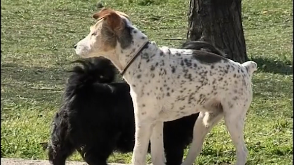 L'alcaldessa fa una crida al civisme perquè els propietaris de gossos recullin els excrements