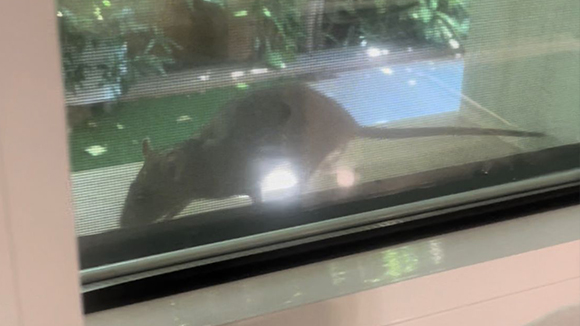 Sant Cugat augmentarà el pressupost per lluitar contra les plagues de rates