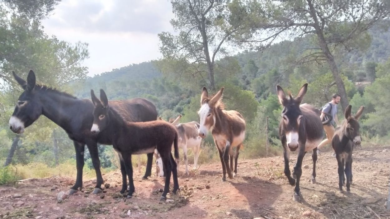 Una desena de rucs pasturen per Collserola per reduir el risc d'incendi