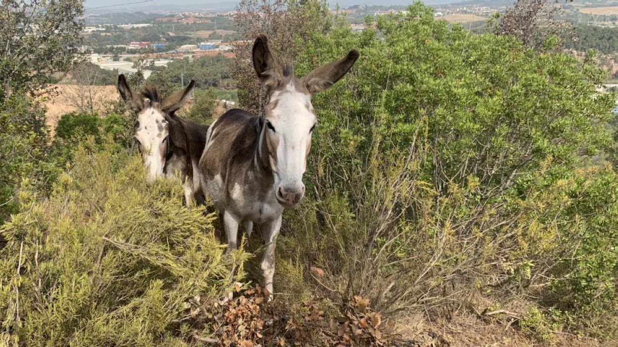 220725-silvopastura_rucs_can_domenech_collserola-a_lluis_llebot.jpg