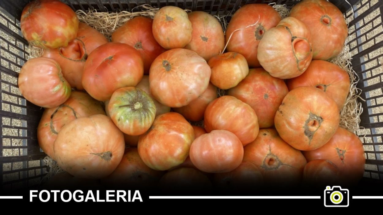 El tomàquet Mandó de Collserola triomfa a Sant Cugat