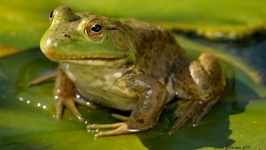Alt: Quin so fan les granotes? Ho descobrirem en un nou capítol de 'L'anell al dit'