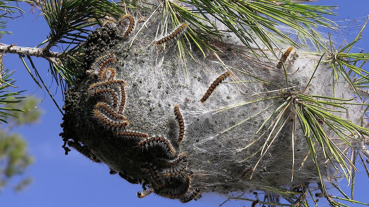És temps de processionària: quin és el protocol per combatre-la?
