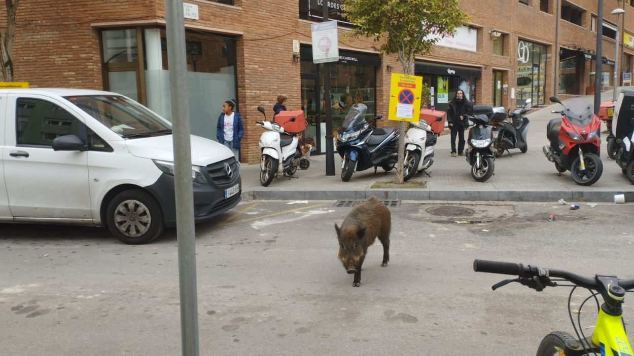 Apareix un senglar passejant pel bell mig de Sant Cugat