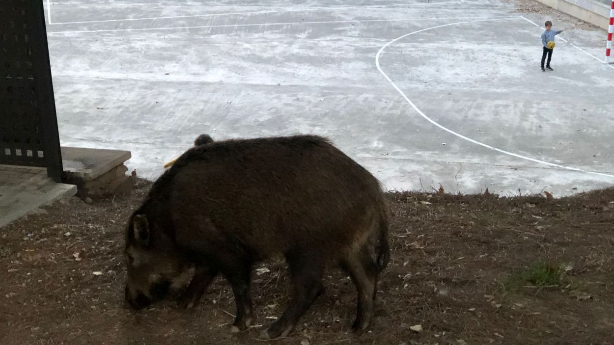 Un altre porc senglar es passeja pel centre de Sant Cugat