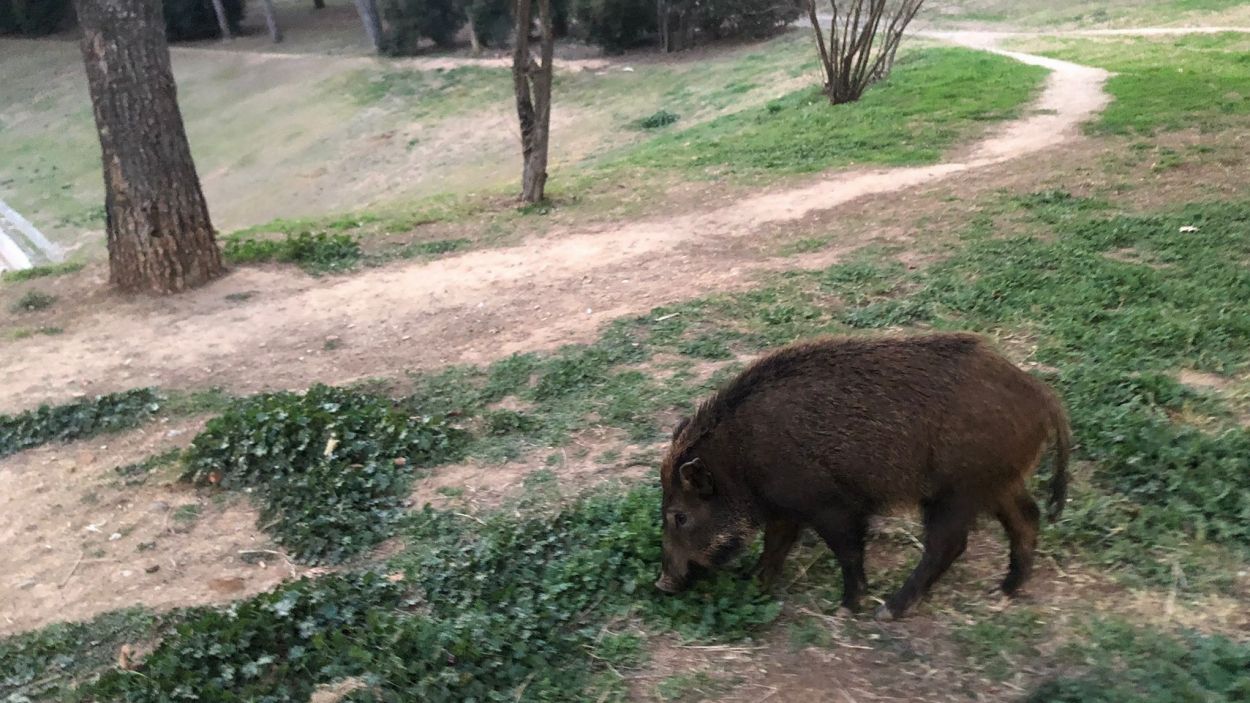 La població de senglars a Collserola cau a la meitat en 3 anys i les incidències vinculades amb la seva presència un 70%