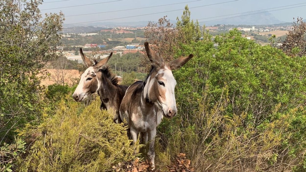Vuit rucs per evitar incendis a Valldoreix