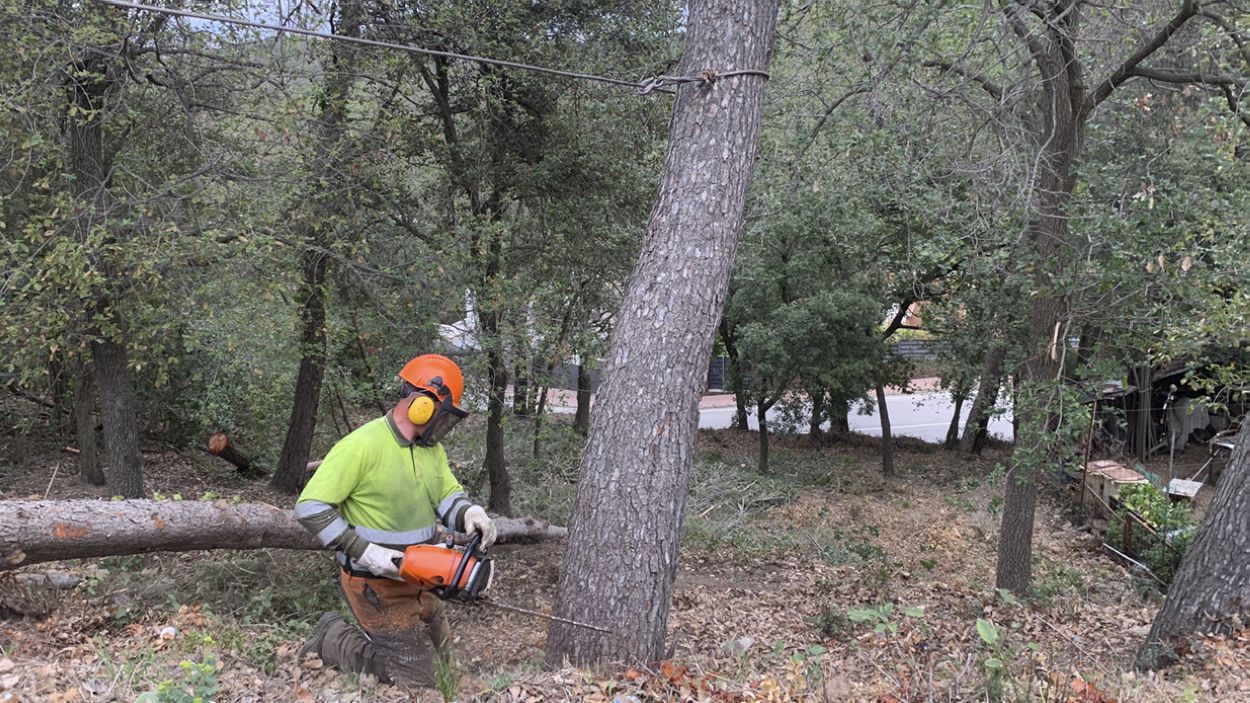 230512-neteja-bosc-collserola-a-llebot.jpg