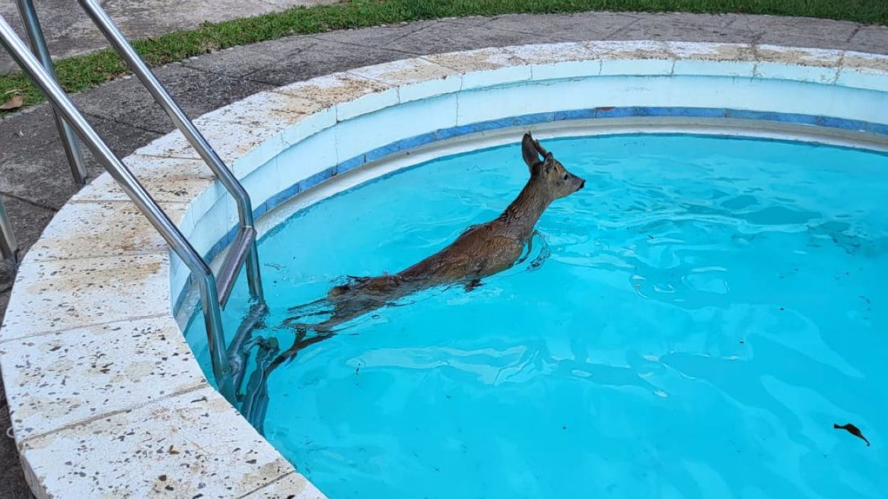 Rescatat un cabirol d'una piscina privada a Valldoreix