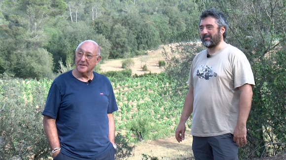 La sequera i els boscos 'espontanis' deixen Collserola sense aigua