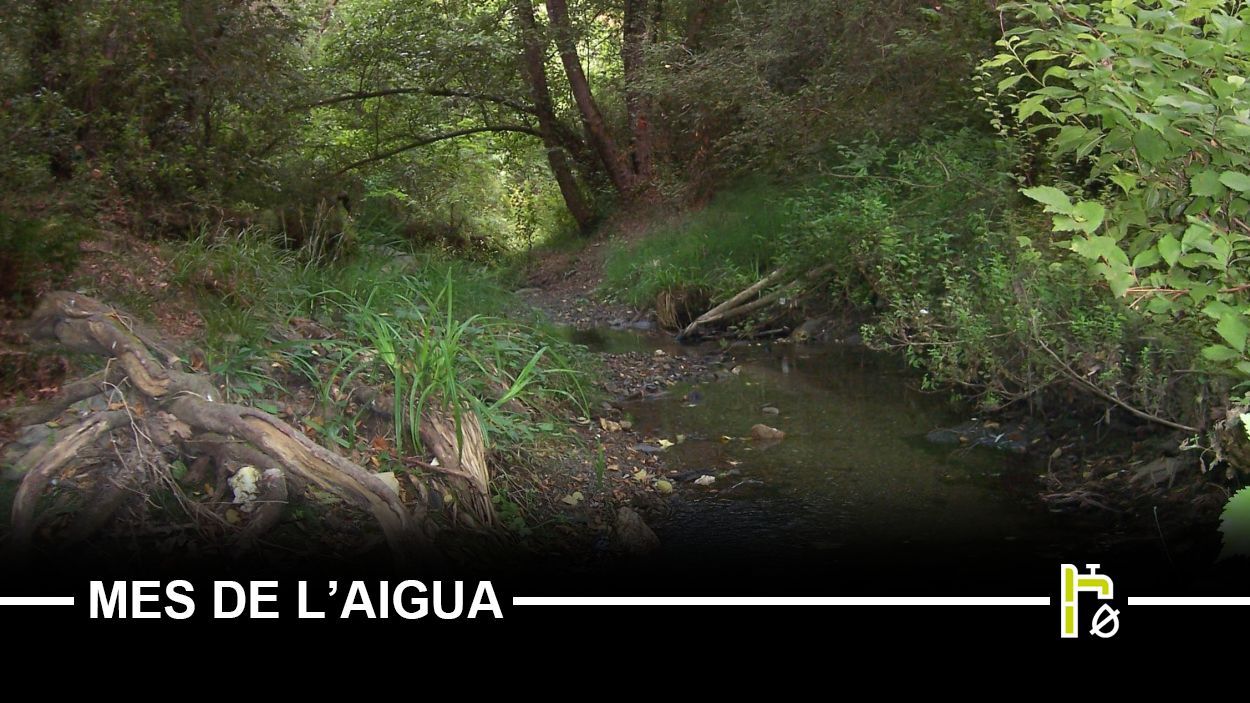 La sequera i la presència humana fan perillar la riera de Vallvidrera