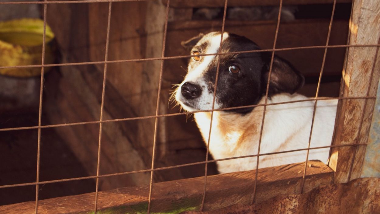 Operació policial a Sant Cugat contra una xarxa de comerç il·legal d'animals de companyia
