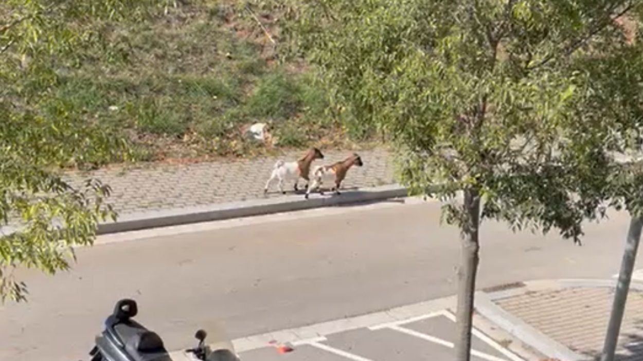 Apareixen dues cabres passejant pels carrers de Can Mates