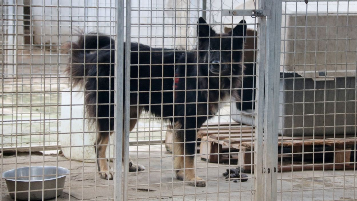Entra en vigor la nova llei de benestar animal que afecta les mascotes