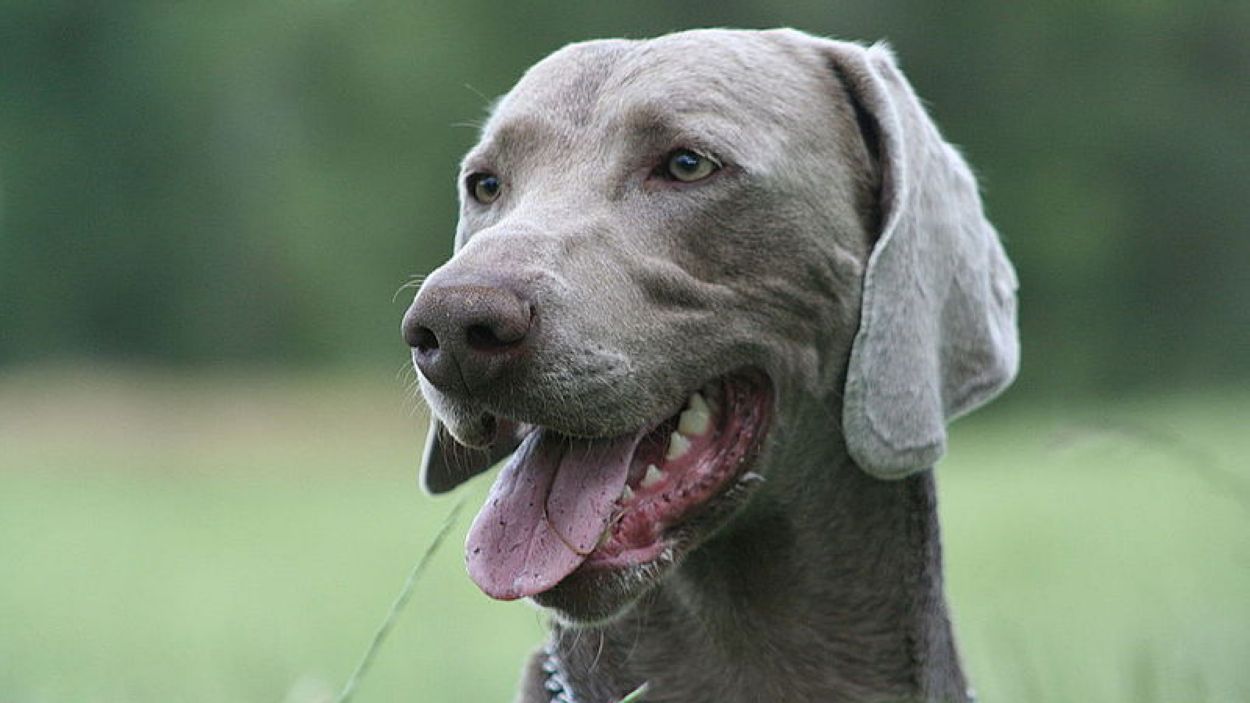Un gos mossega una dona dins un local 'dog friendly' de Sant Cugat