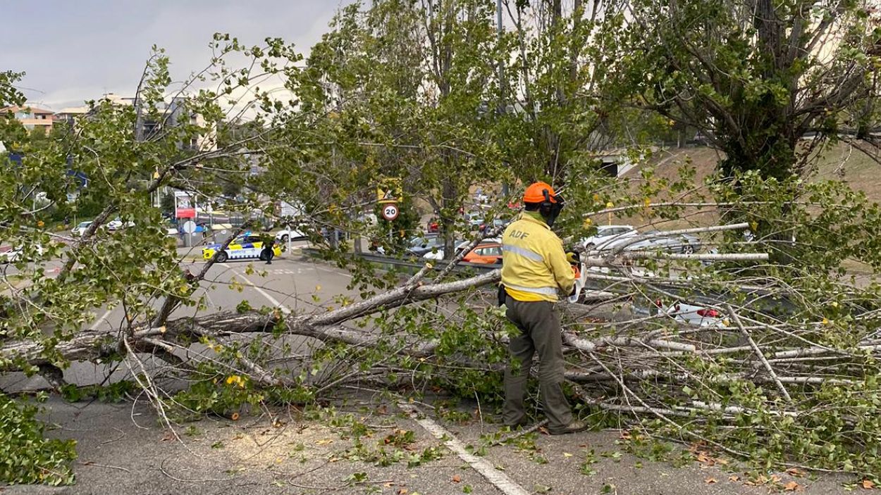 Quatre arbres caiguts, balanç de l'episodi de vent a Sant Cugat