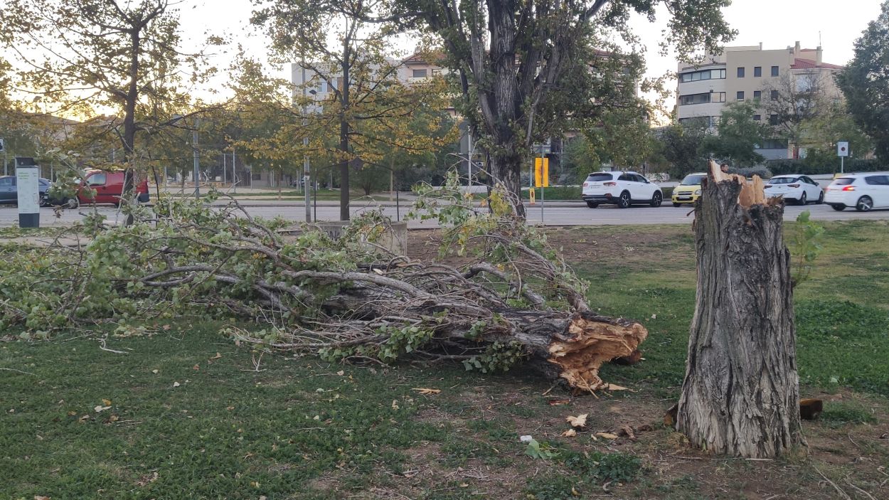L'episodi de vent deixa una vintena d'arbres caiguts a Sant Cugat