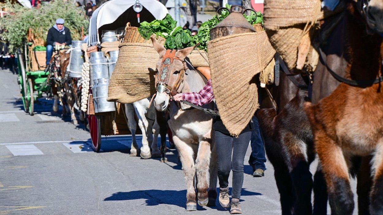 Sant Cugat concedeix la Medalla d'Honor a la Comissió de Festes de Sant Antoni Abat
