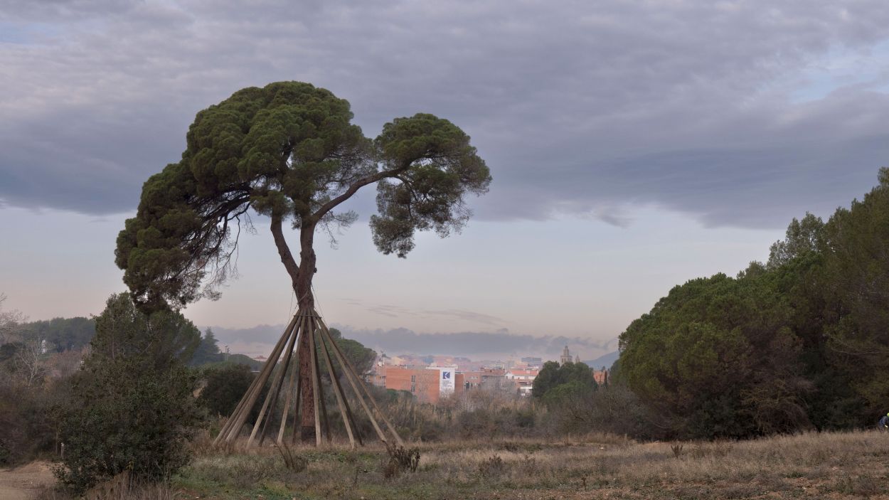 Sant Cugat commemora els 250 anys del Pi d'en Xandri amb la voluntat que es declari Arbre Monumental de Catalunya