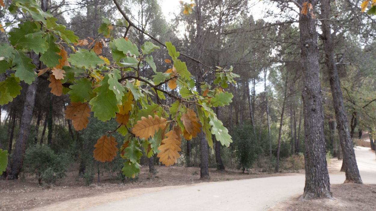 Els ecologistes presenten al·legacions al PDUM per protegir el bosc de Volpelleres