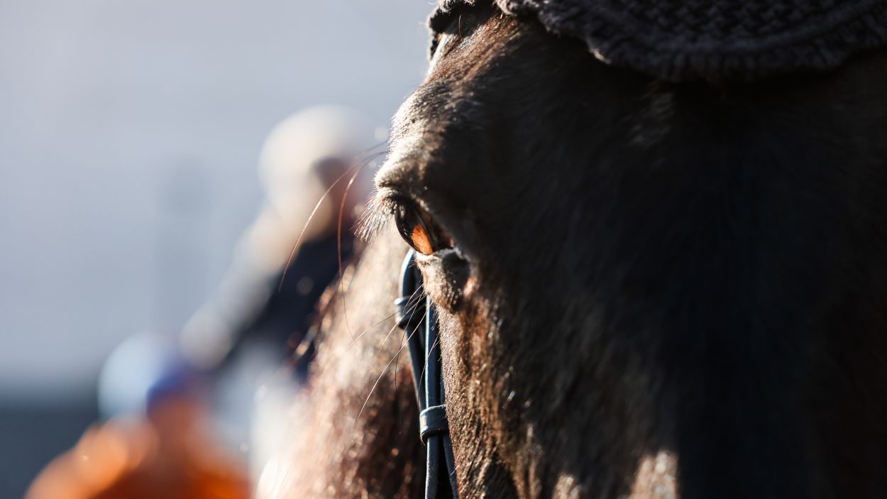 Tres Tombs: la cerca de l'equilibri entre la tradició i el benestar animal
