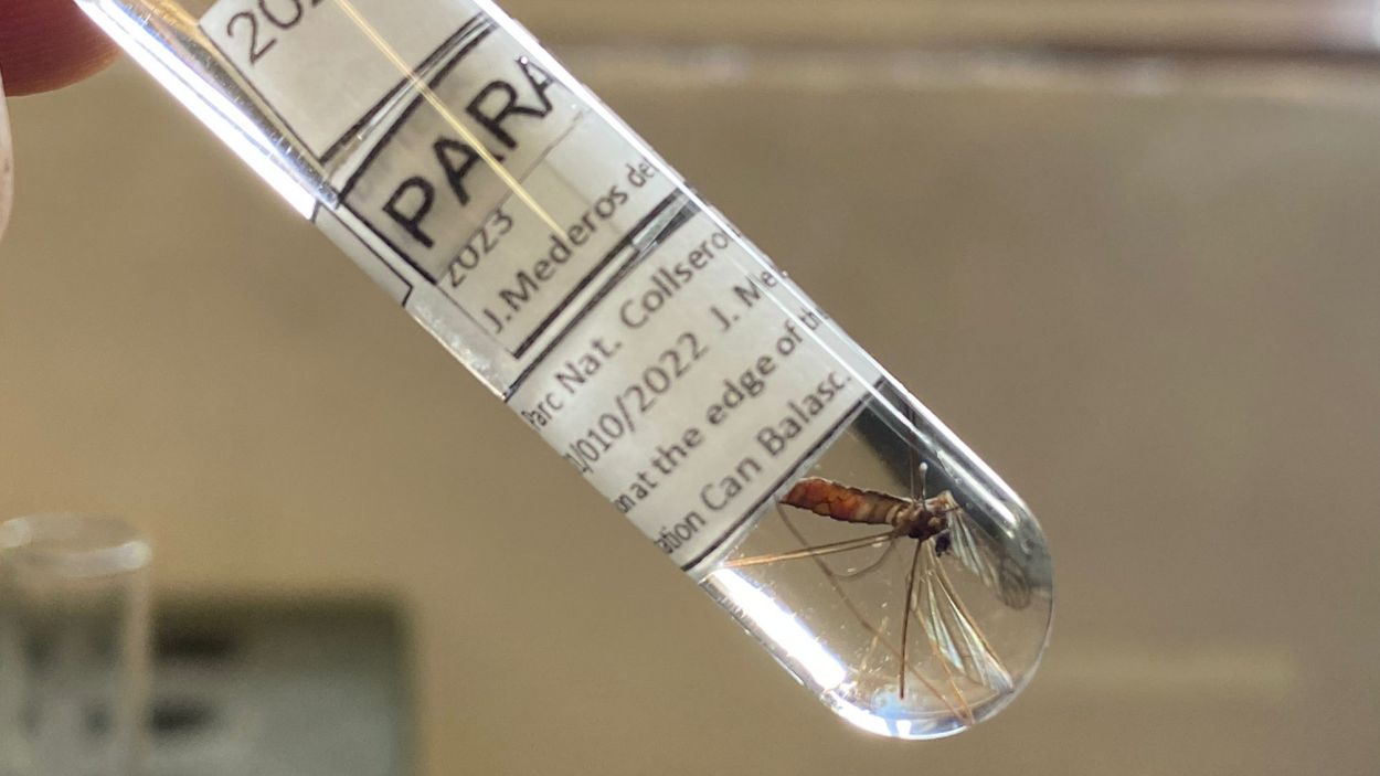 Descobreixen un nou tipus de mosca únic al món a Collserola