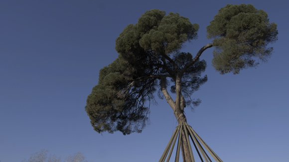 250 anys del Pi d'en Xandri