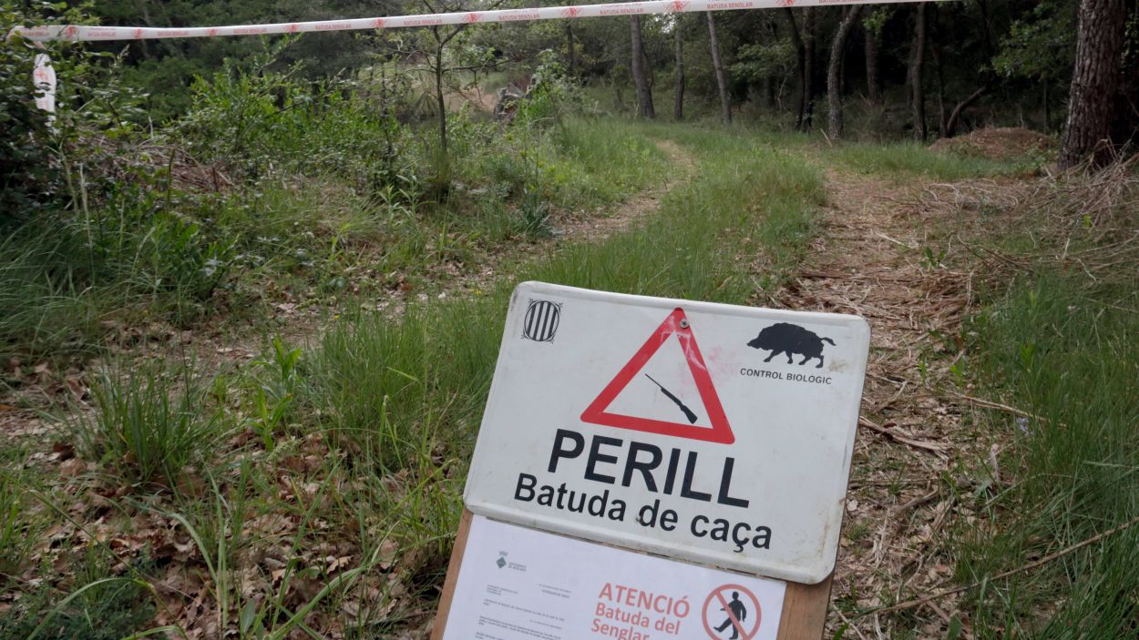 Autoritzada una batuda de caça major aquest dijous a Sant Cugat