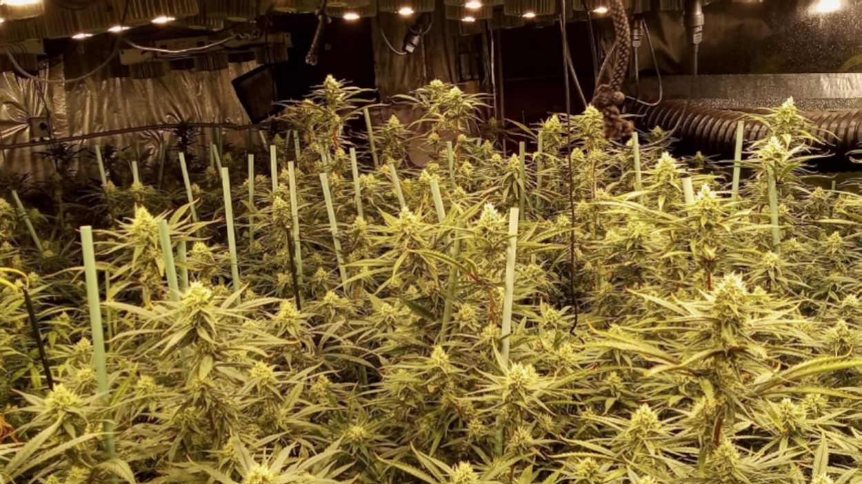 Un detingut a Sant Cugat per una plantació amb 1.000 plantes de marihuana