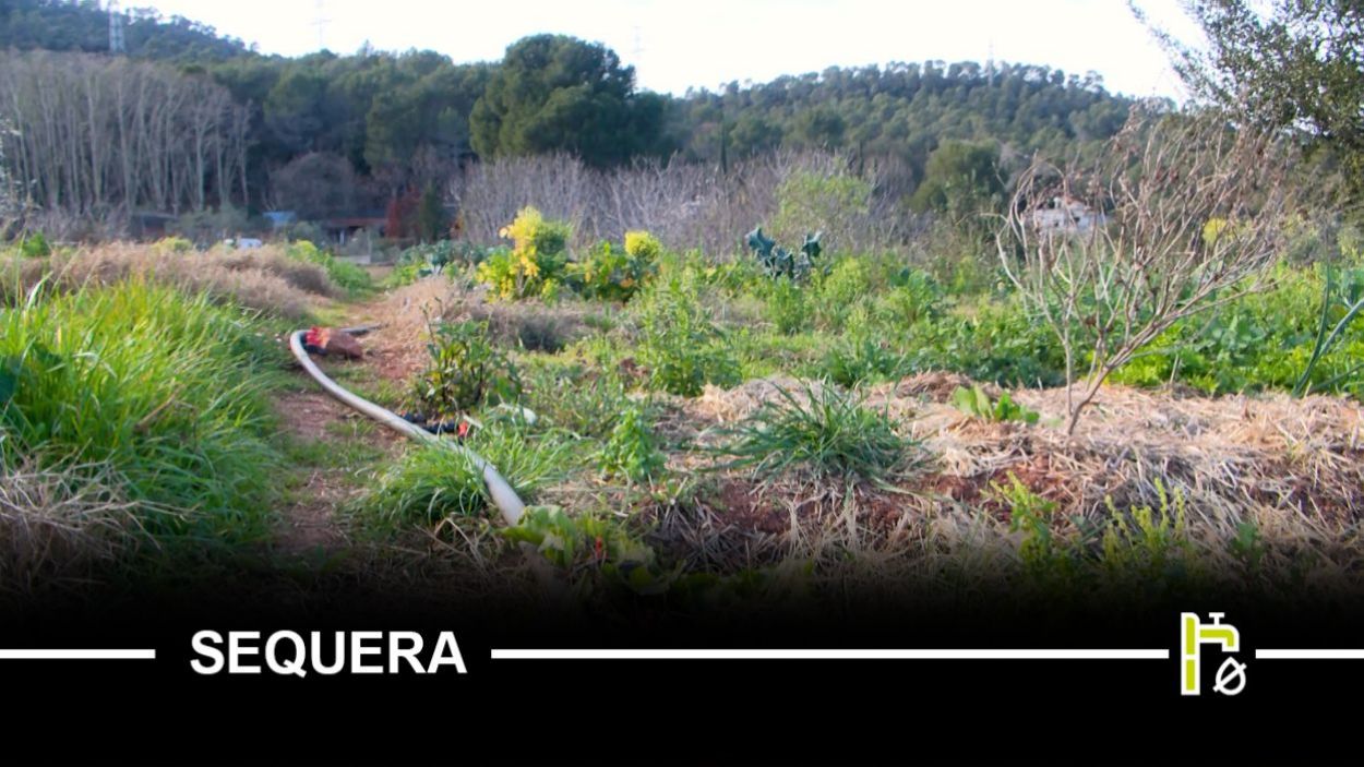 Com està vivint (i patint) la sequera el projecte d'agricultura ecològica L'Ortiga?