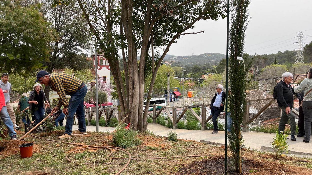 La Festa de l'Arbre de Valldoreix arriba als 75 anys amb una nova plantada
