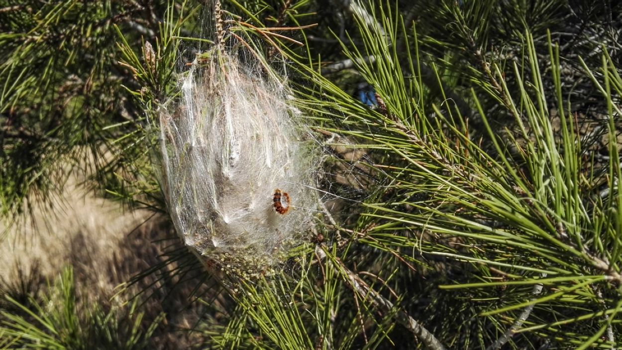 Què cal saber sobre l'eruga processionària si tens un gos?