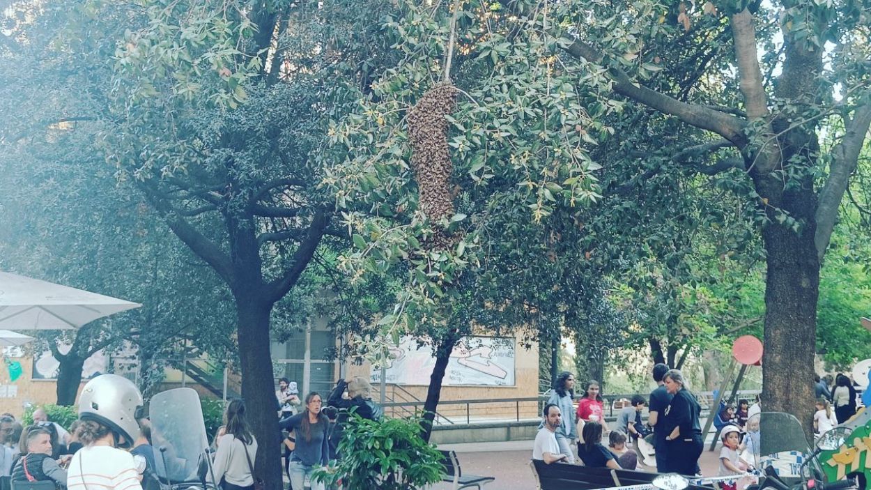Un eixam d'abelles s'instal·la a la plaça d'Augusta
