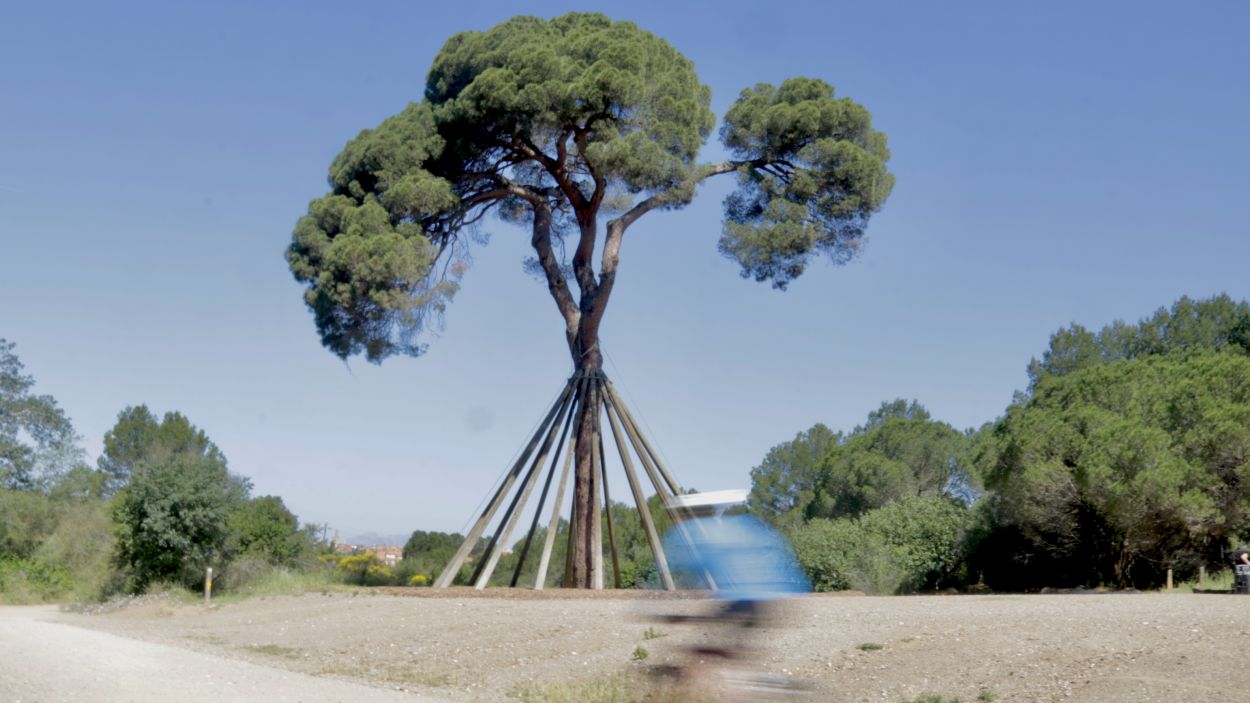 El Pi d'en Xandri està sa, però estressat