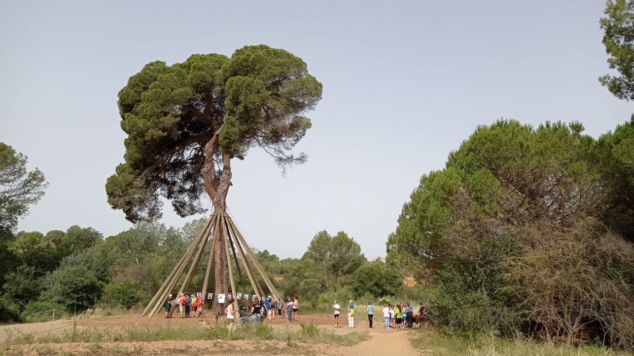 El Pi d'en Xandri també treu el cap a la Festa Major